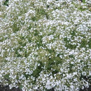 2. Gypsophila p. Festival Star™ Proven Winners