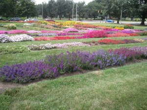Bedding plant trials at Ohio State University