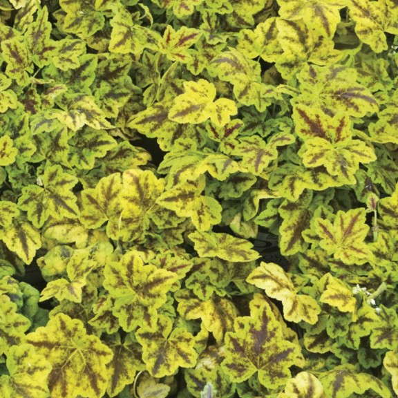 4. Heucherella ‘Leapfrog’  Proven Winners