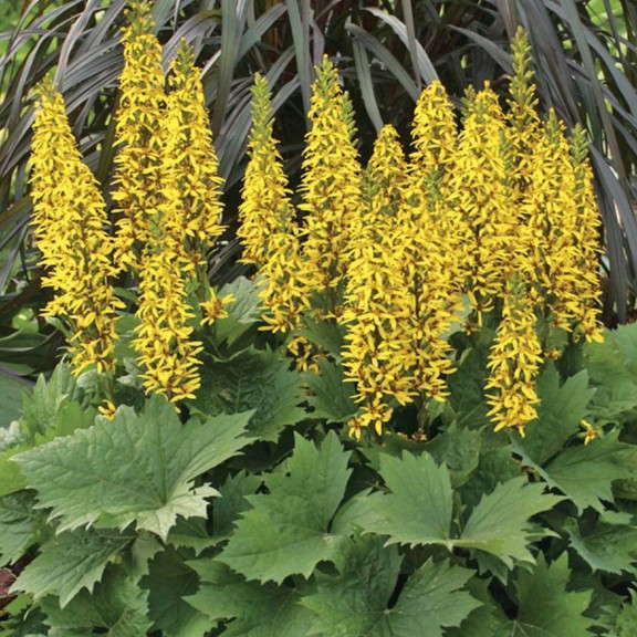 5. Ligularia ‘Bottle Rocket’ Proven Winners
