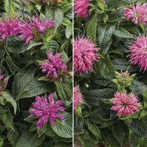 6. Monarda d. ‘Pardon My Purple’ and ‘Pardon My Pink’  Proven Winners