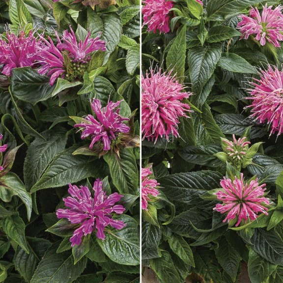 6. Monarda d. ‘Pardon My Purple’ and ‘Pardon My Pink’  Proven Winners