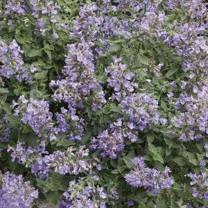 7. Nepeta f. ‘Cat’s Meow’  Proven Winners