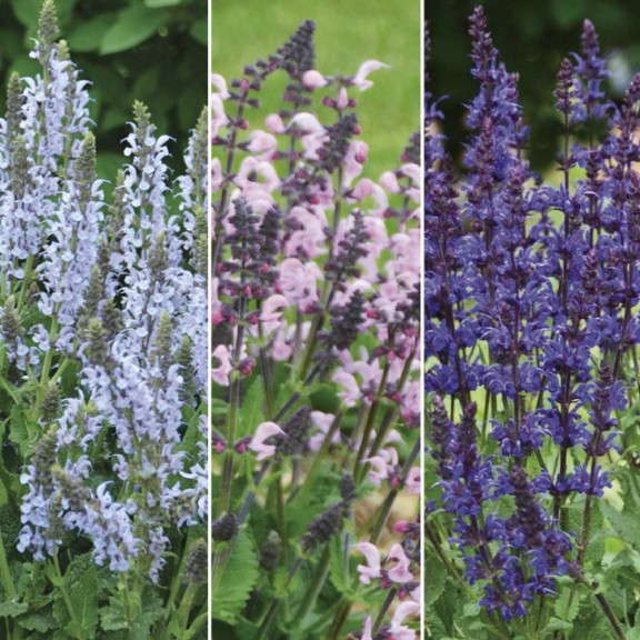 8. Salvia Color Spires® Collection featuring ‘Crystal Blue’, ‘Pink Dawn’ and ‘Violet Riot’ Proven Winners