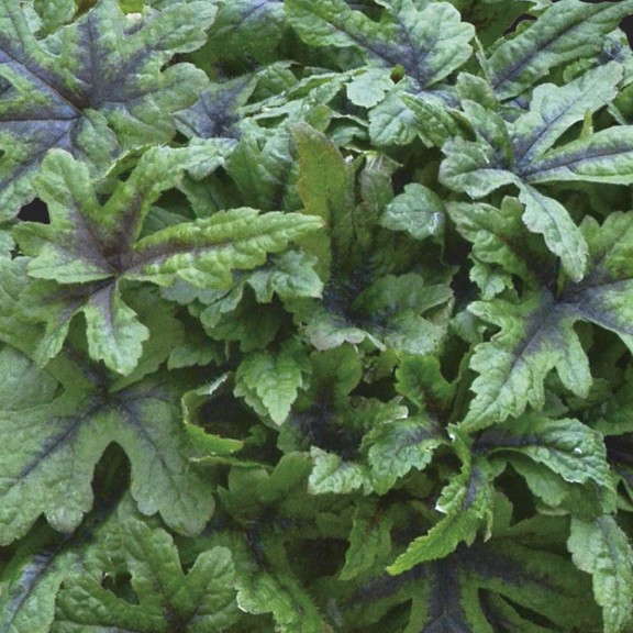 9. Tiarella ‘Jade Peacock’  Proven Winners