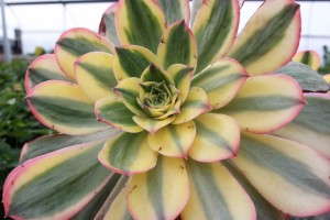 Aeonium 'Sunburst' (EuroAmerican Propagators)