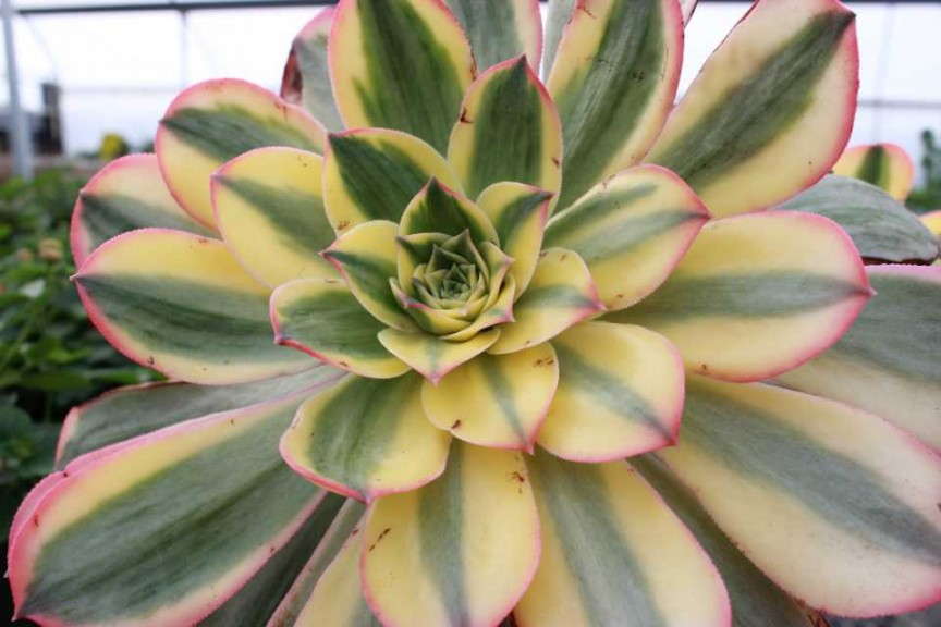 Aeonium 'Sunburst' (EuroAmerican Propagators)