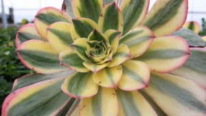 Succulents: Here To Stay And Gaining Momentum