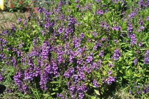 Angelonia 'Archangel Dark Purple'