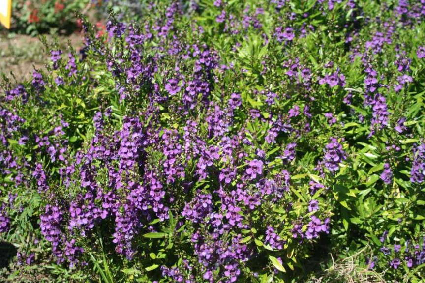 Angelonia 'Archangel Dark Purple'