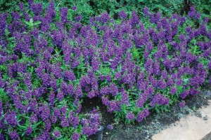 Angelonia 'Archangel Dark Purple' (Ball FloraPlant)