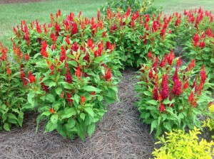 Celosia 'Arrabonna Red'