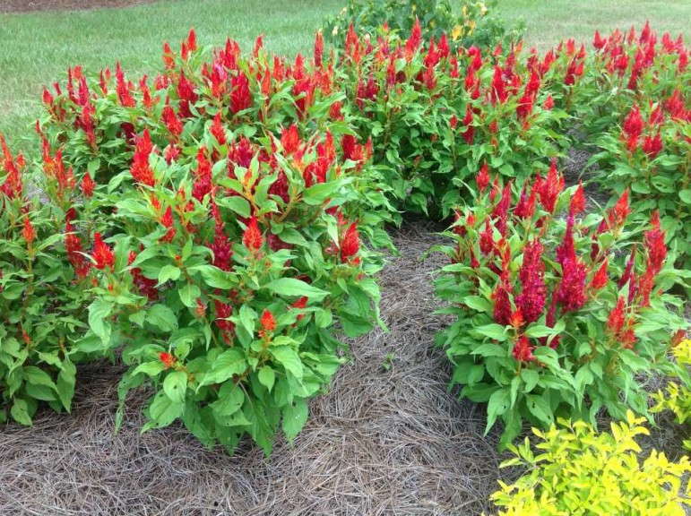 Celosia 'Arrabonna Red'