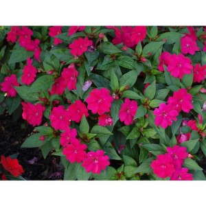 Impatiens 'Big Bounce Cherry'