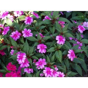 Impatiens 'Big Bounce Lavender'