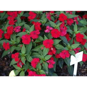 Impatiens 'Big Bounce Red'