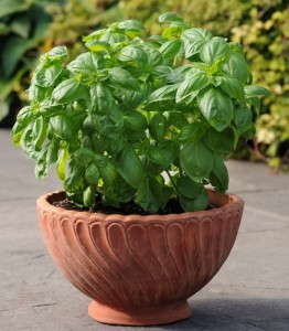 Basil 'Dolce Fresca'
