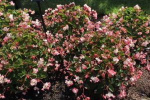 Begonia 'Braveheart'