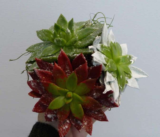 Bell Nursery Succulent Arrangement