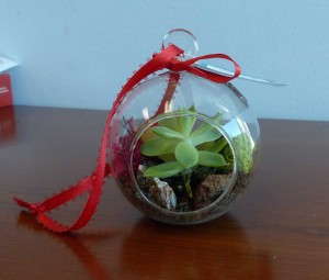 Hanging Ornament With Succulent Garden