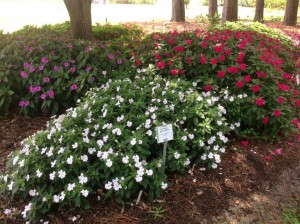 Impatiens Bounce and Big Bounce Series 