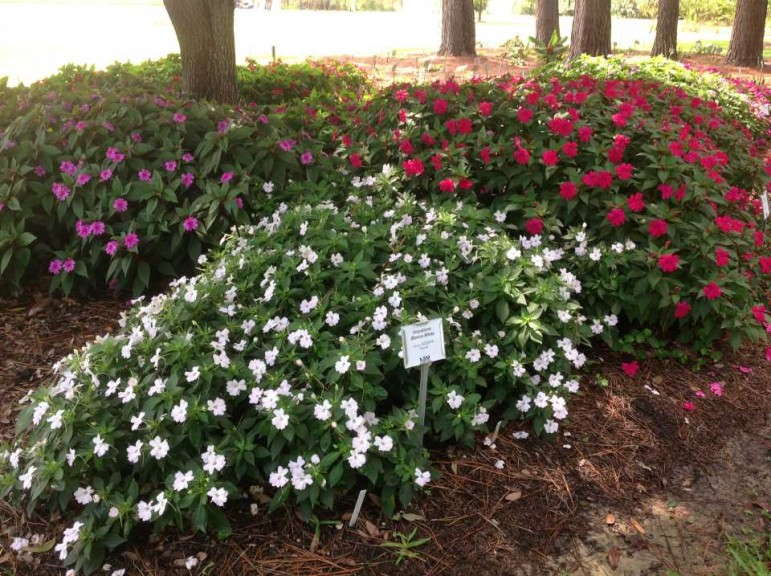 Impatiens Bounce and Big Bounce Series 