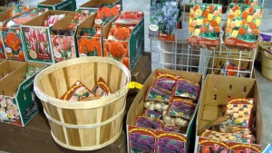 Seeds And Bulbs Provide Year-Round Revenue At Hillermann Nursery