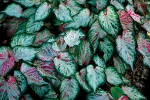 Caladium 'Blushing Bride'
