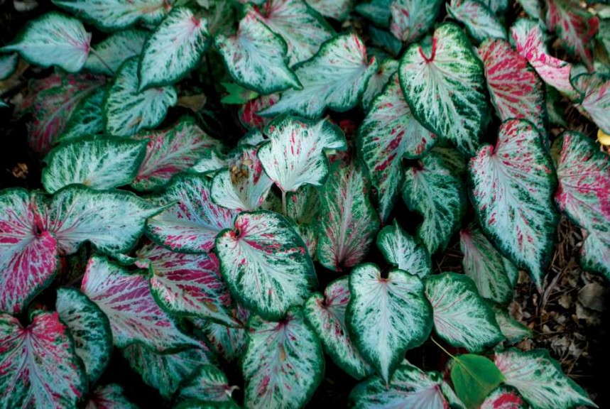 Caladium 'Blushing Bride'