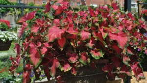 2014 Field Trials Results: Best Of Show Varieties [Slideshow]