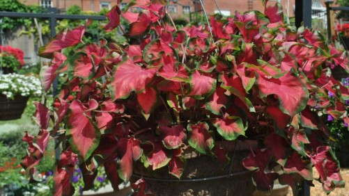 2014 Field Trials Results: Best Of Show Varieties [Slideshow]