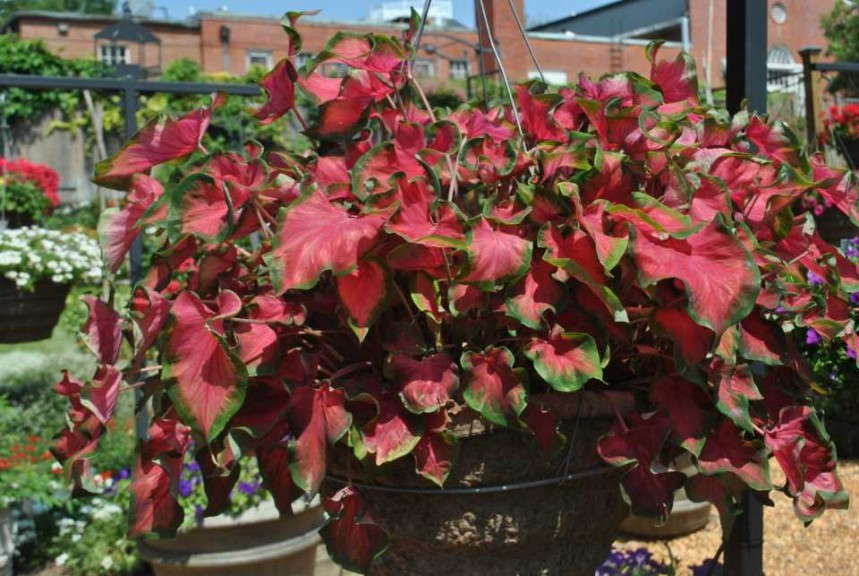 Caladium 'Sangria'