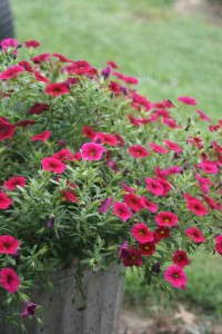 Calibrachoa 'Superbells Cherry Red Improved'
