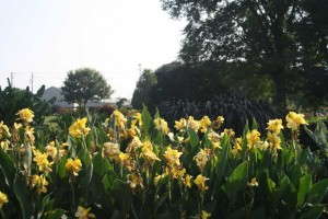 Canna Cannova Series