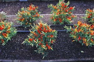 Capsicum 'Basket of Fire'