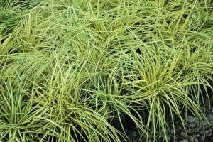 Carex 'Evergold'