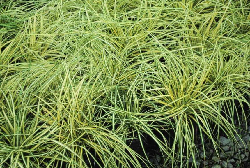 Carex 'Evergold'