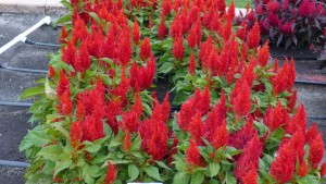 2014 Field Trials Results: North Dakota State University Department Of Plant Sciences (Fargo, N.D.)