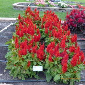 Celosia 'Arrabona Red' from PanAmerican Seed (2015 North Dakota State University)