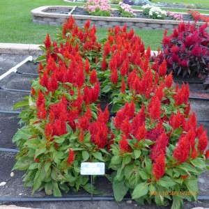 Celosia 'Arrabona Red' (Midwest)
