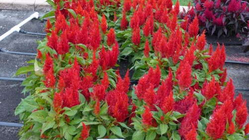 2014 Field Trials Results: North Dakota State University Department Of Plant Sciences (Fargo, N.D.)