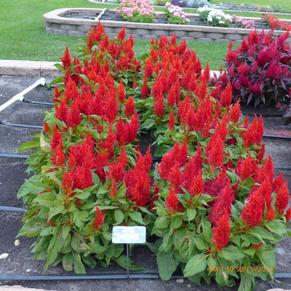 Celosia 'Arrabona Red' from PanAmerican Seed (2015 North Dakota State University)