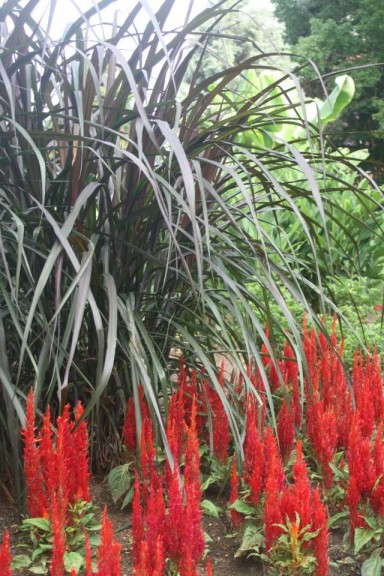 Celosia 'Arrabona Red'