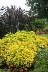 Coleus 'Colorablaze Lime Time'