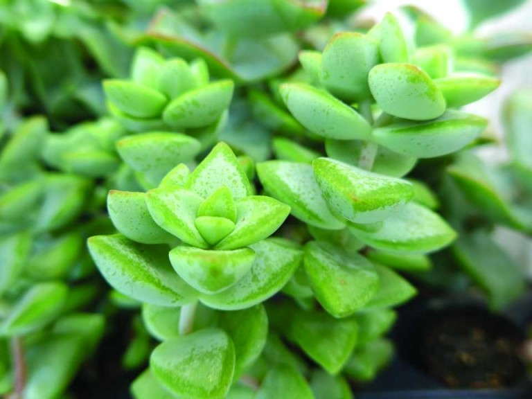 Crassula rupestris (D.S. Cole Growers)