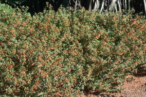 Cuphea 'Vermillionaire'