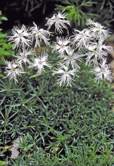 Dianthus 'Little Maiden' (Jelitto)
