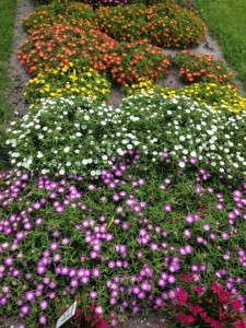 Delosperma Wheels Of Wonder Series (North Creek Nurseries)