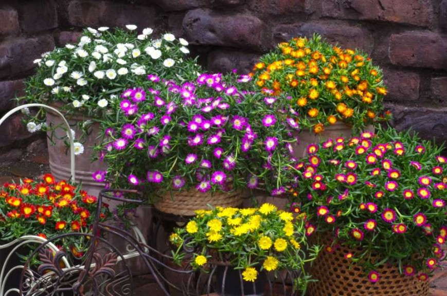 Delosperma Wheels of Wonder Series (Concept Plants)