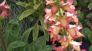 Digiplexis 'Illumination Flame'